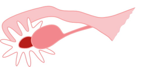 Ovary