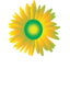 Sun Flower Icon