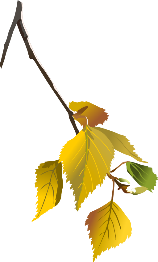 Birch Leafs Autumn