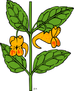 Ku Impatiens Capensis