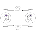 download The Speech Circuit Acc To De Saussure clipart image with 135 hue color