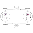 download The Speech Circuit Acc To De Saussure clipart image with 180 hue color