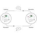 The Speech Circuit Acc To De Saussure