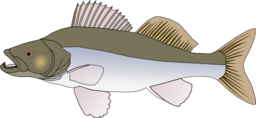 Pikeperch