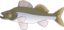 Pikeperch