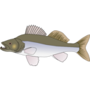 Pikeperch