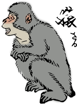 Japanese Macaque