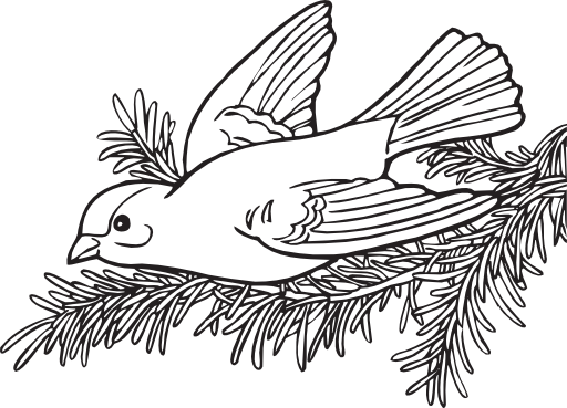 Coloring Book Willow Goldfinch