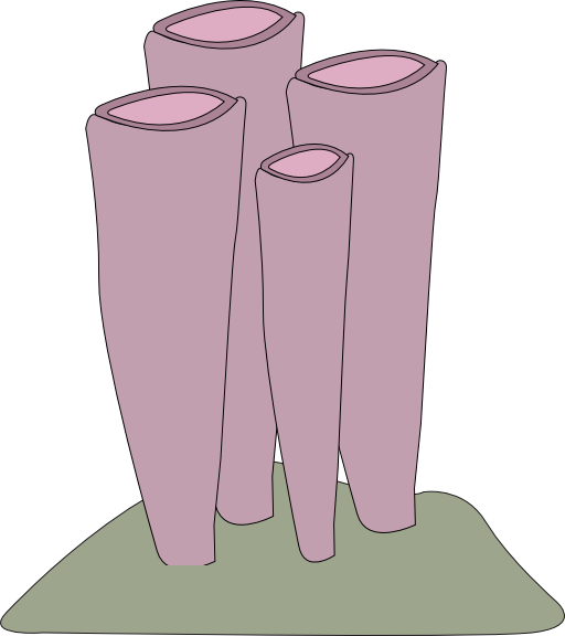 Sponge Shrimp