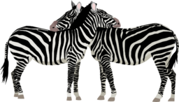 Zebras