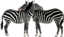 Zebras