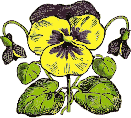 Pansy