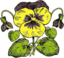 Pansy