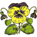 Pansy