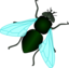 Green House Fly