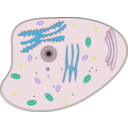 download Animal Cell clipart image with 135 hue color