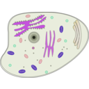 download Animal Cell clipart image with 225 hue color