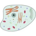 download Animal Cell clipart image with 315 hue color