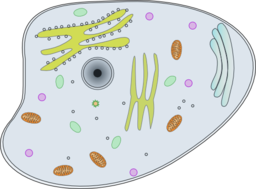 Animal Cell