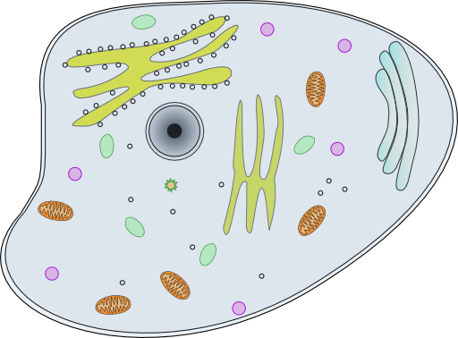 Animal Cell