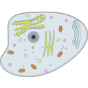 Animal Cell