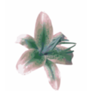 download Lily clipart image with 135 hue color