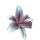 download Lily clipart image with 315 hue color