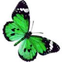 download Danaus Chrysippus clipart image with 90 hue color