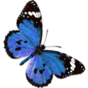 download Danaus Chrysippus clipart image with 180 hue color