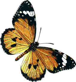 Danaus Chrysippus