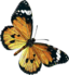 Danaus Chrysippus