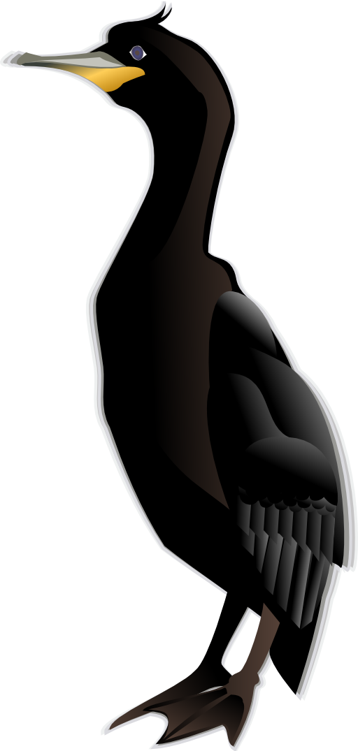 Cormorant