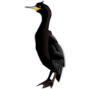 Cormorant