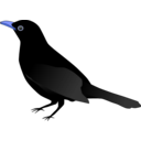 download Blackbird clipart image with 180 hue color