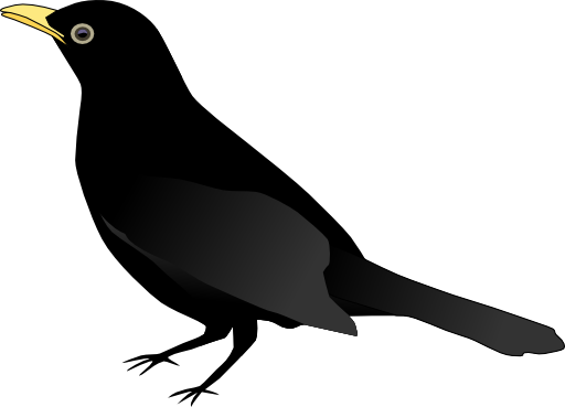 Blackbird