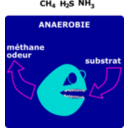 Degradation Anaerobie