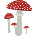 Mushrooms 4