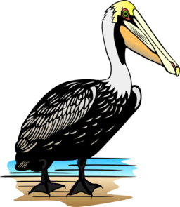 Pelican