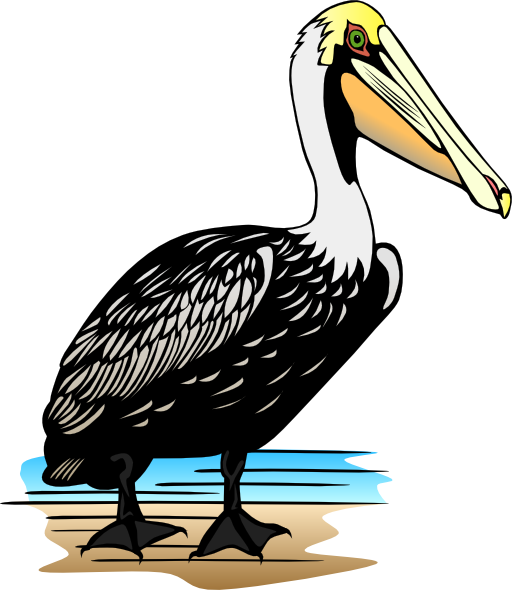 Pelican