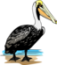 Pelican