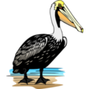 Pelican