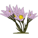 Anemone Patens