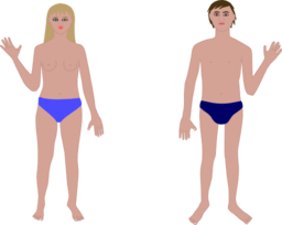 Human Body Man And Woman