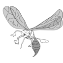 download Freehand Mosquito clipart image with 0 hue color