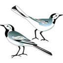 download White Wagtail clipart image with 45 hue color