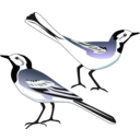 download White Wagtail clipart image with 90 hue color