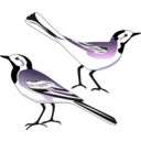 download White Wagtail clipart image with 135 hue color