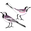 download White Wagtail clipart image with 180 hue color