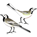 download White Wagtail clipart image with 270 hue color