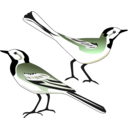 download White Wagtail clipart image with 315 hue color